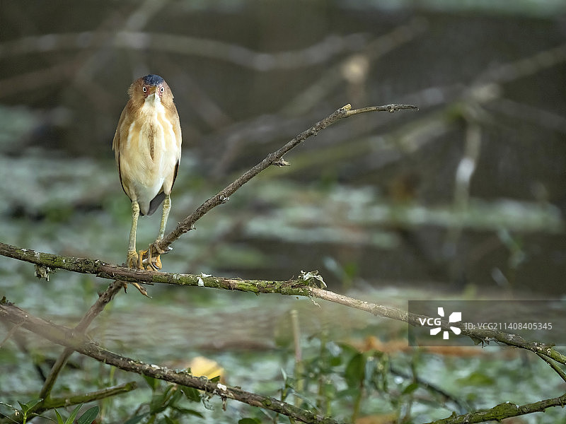 佛罗里达州的小苇鹭图片素材