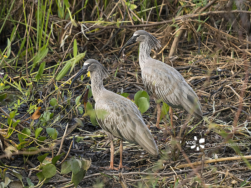 巴西的铅色䴉图片素材
