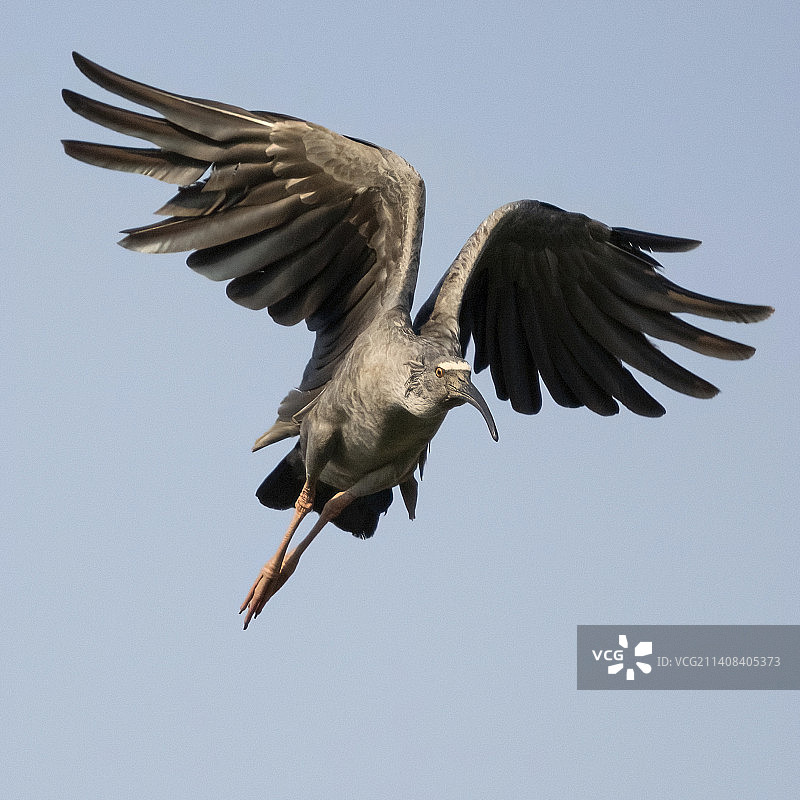 巴西的铅色䴉图片素材