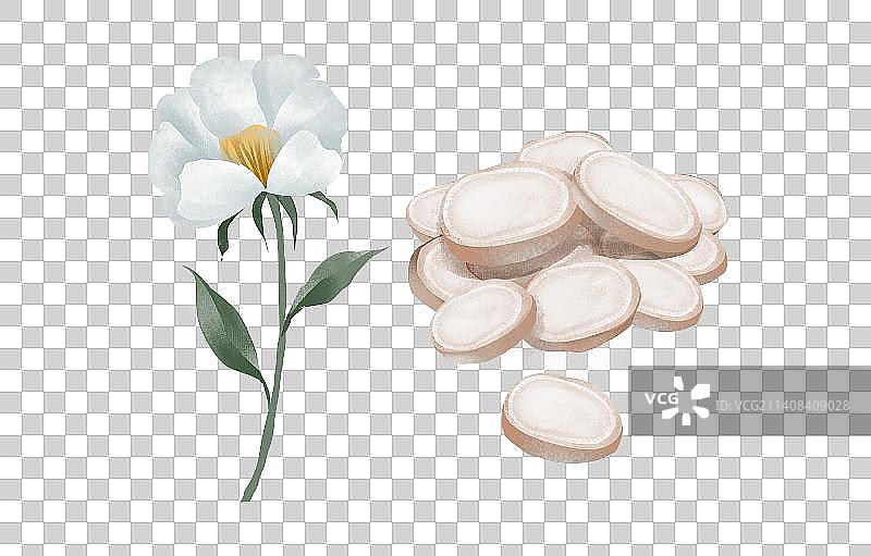 中药药材之白芍插画元素图片素材