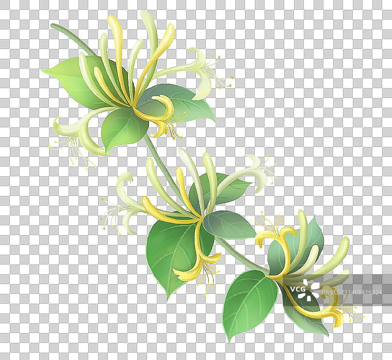 金银花插画图片素材