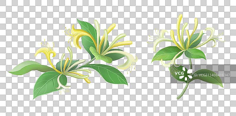 金银花写生插画图片素材
