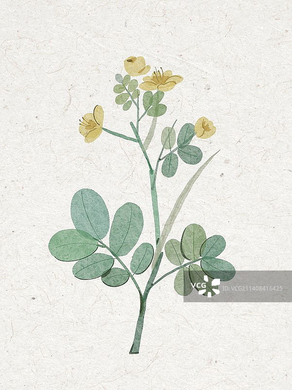 本草纲目中医药材插画图片素材