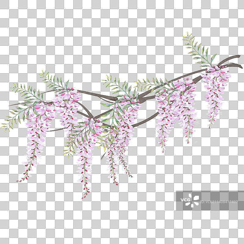 紫藤花图片素材