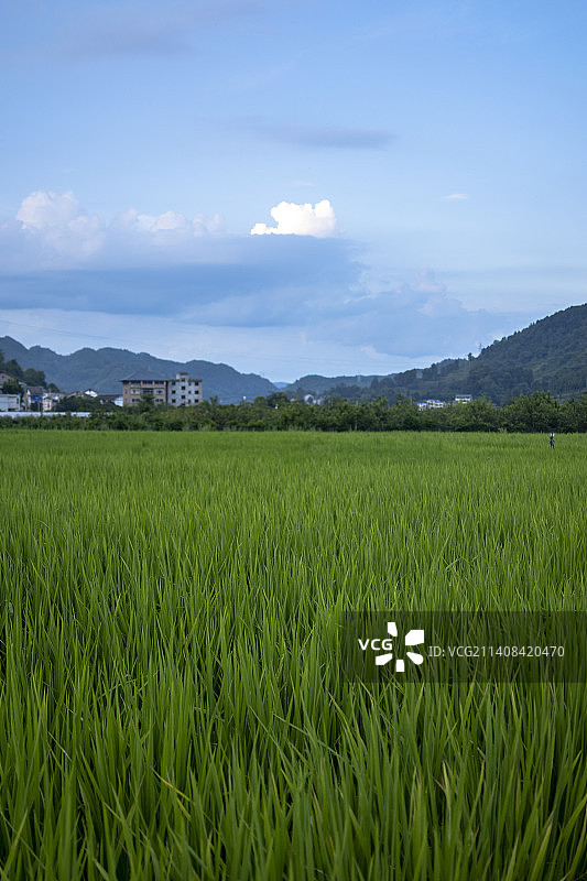 贵州夏天乡村水稻稻田风光图片素材