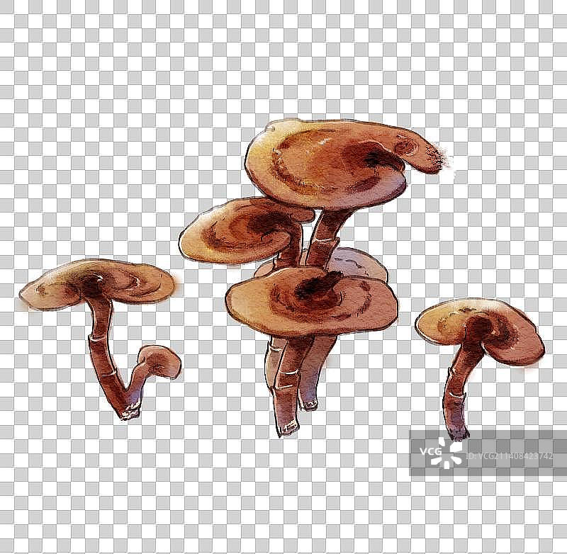 中医插画——灵芝药材图片素材