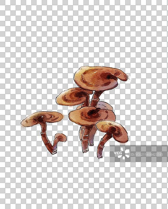 中医插画——灵芝组合药材图片素材