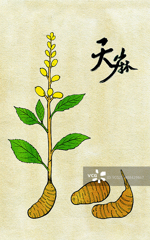 天麻图片素材