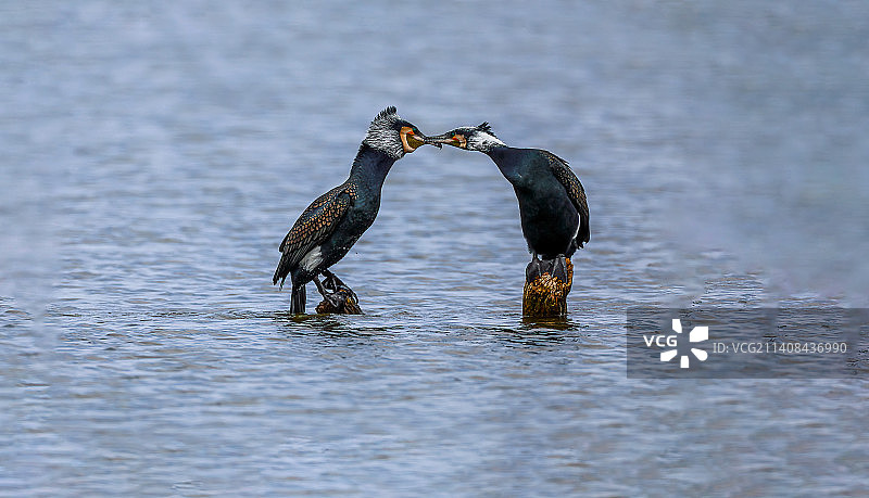 鸬鹚亲吻图片素材