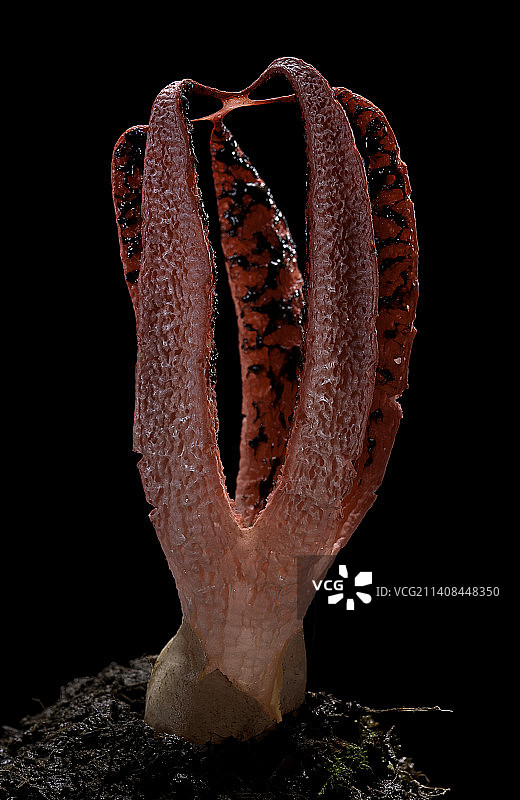阿切氏笼头菌（章鱼臭角，魔鬼手指）图片素材