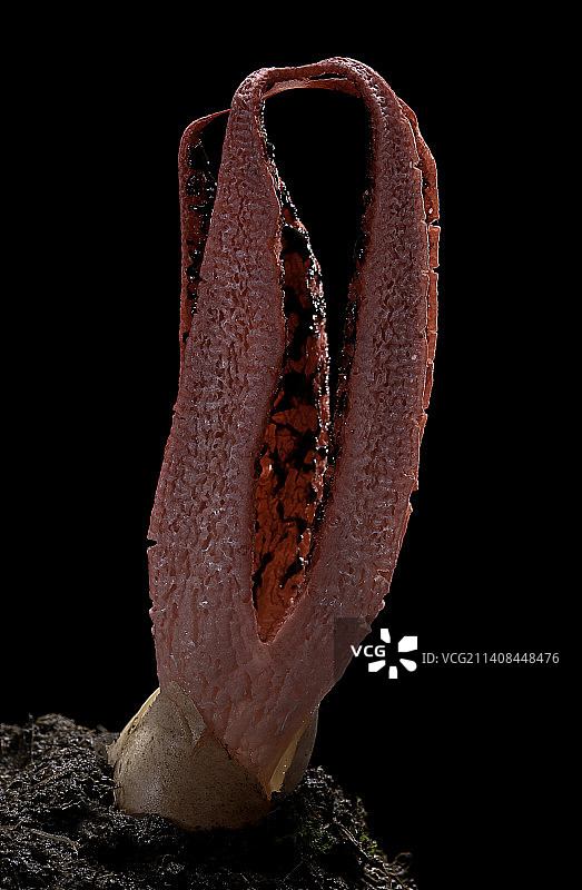 阿切氏笼头菌（章鱼臭角，魔鬼手指）图片素材