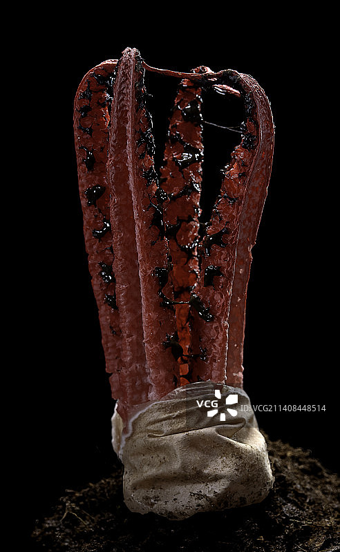 阿切氏笼头菌（章鱼臭角，魔鬼手指）图片素材