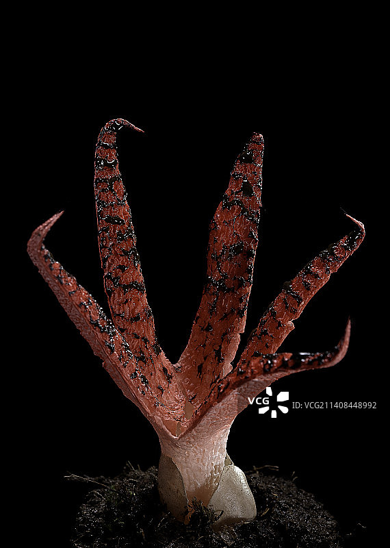 阿切氏笼头菌（章鱼臭角，魔鬼手指）图片素材