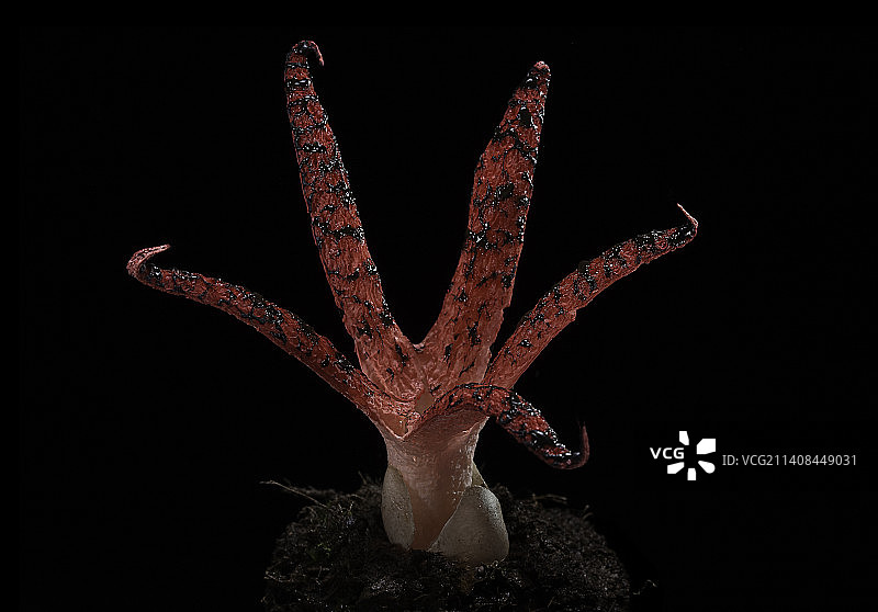 阿切氏笼头菌（章鱼臭角，魔鬼手指）图片素材