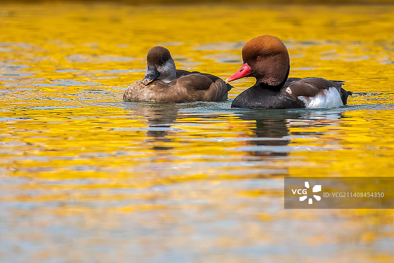 赤嘴潜鸭图片素材
