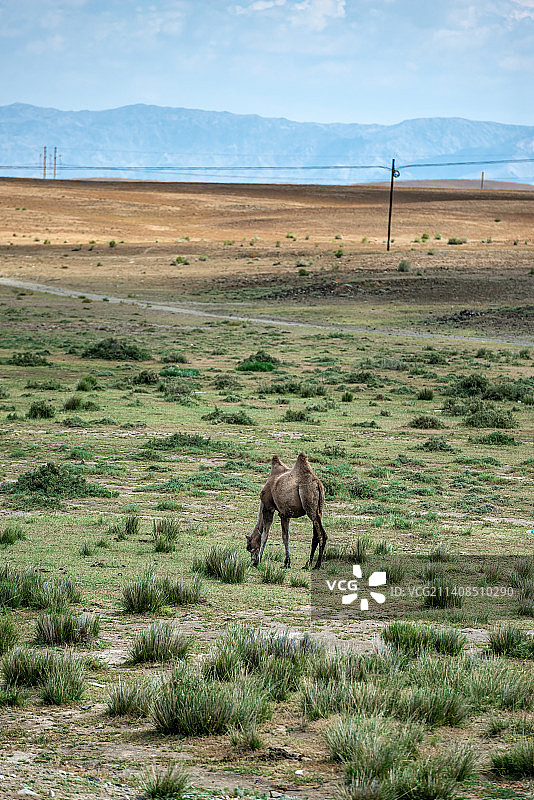 新疆荒漠中的骆驼图片素材