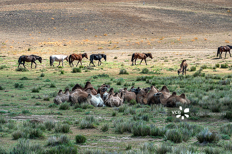 新疆荒漠中的骆驼图片素材