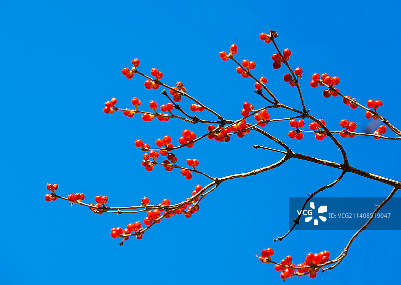 北国红豆图片素材