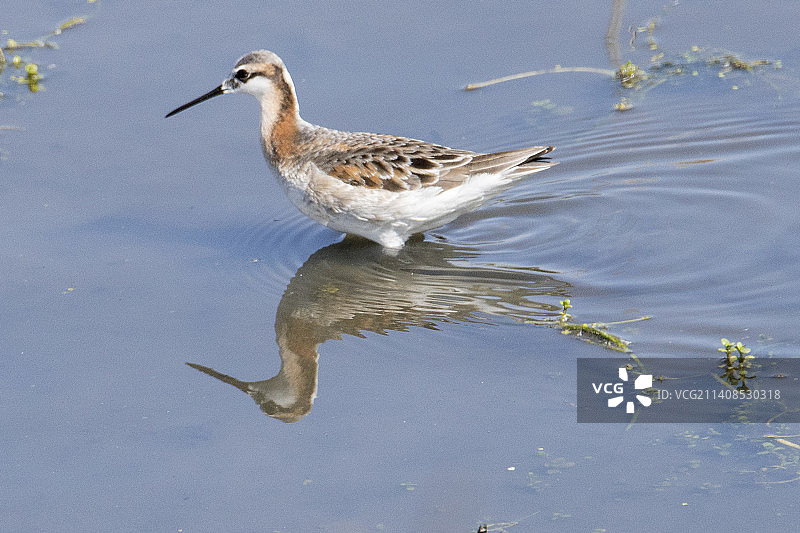 威尔逊瓣蹼鹬在水中漫步的倒影图片素材