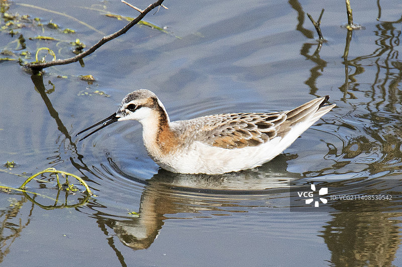 威尔逊瓣蹼鹬在水中漫步的倒影图片素材