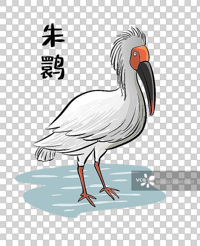 站在水中的朱鹮图片素材