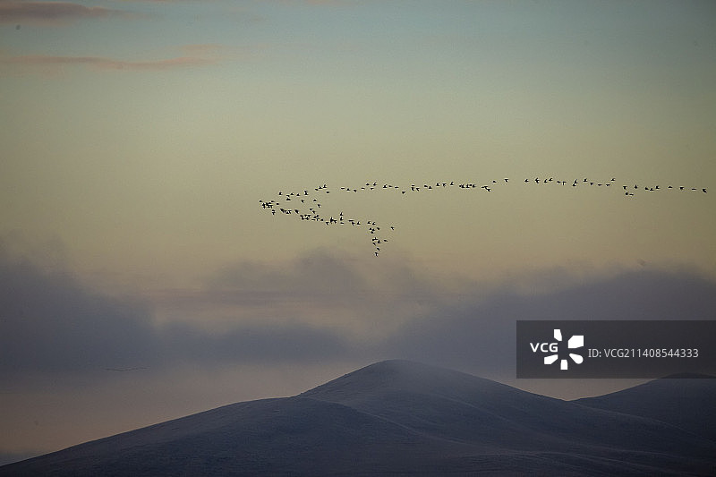 雁南飞 队队拍成行图片素材