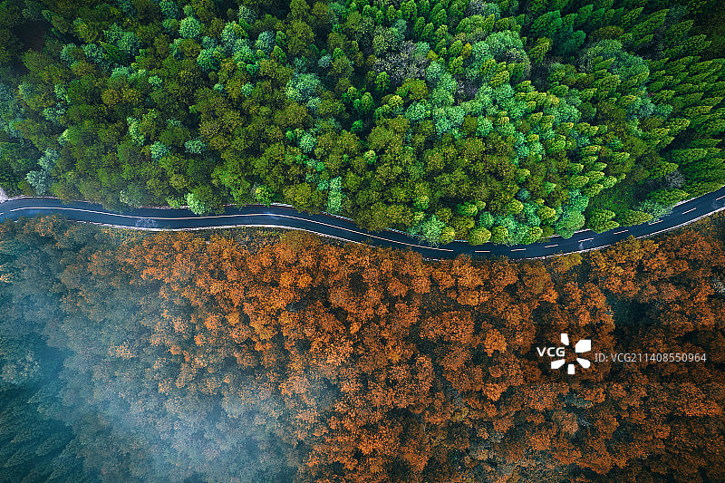 大坡林场秋季森林大道图片素材