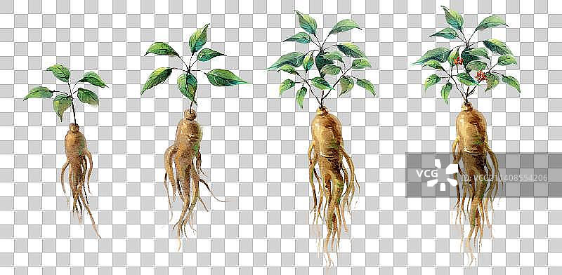 中医插画——人参的成长过程图片素材