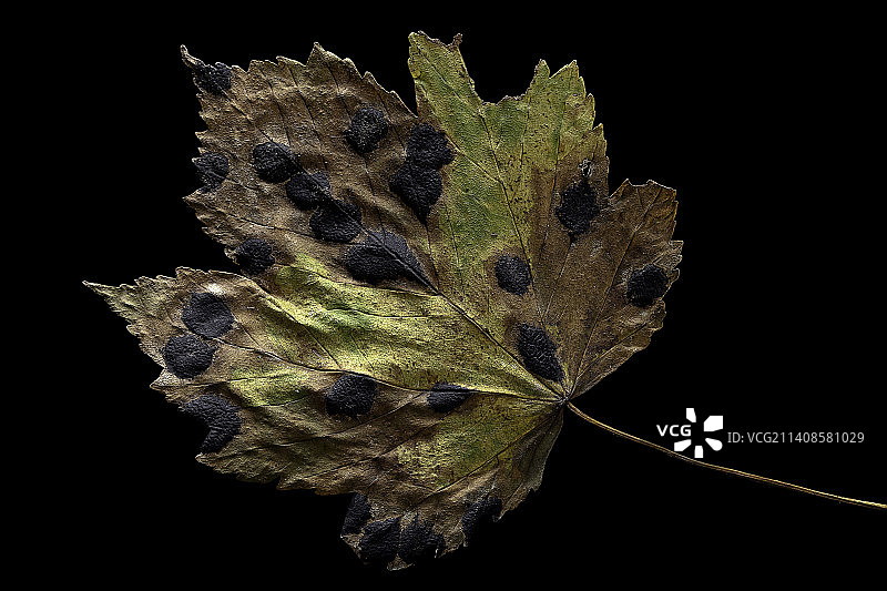 枫叶上的焦油斑病图片素材