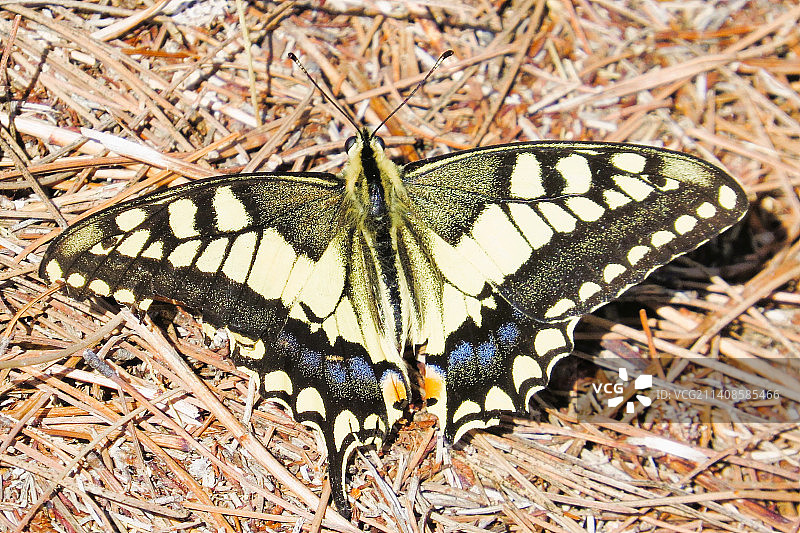 植物上的蝴蝶特写图片素材