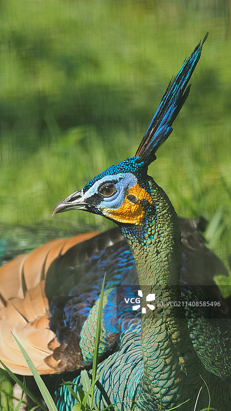 雌孔雀特写图片素材