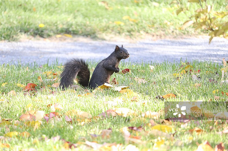 草地上松鼠的侧面照图片素材