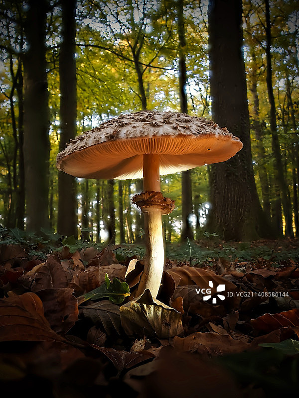 德国丁克拉格森林中生长的蘑菇特写图片素材