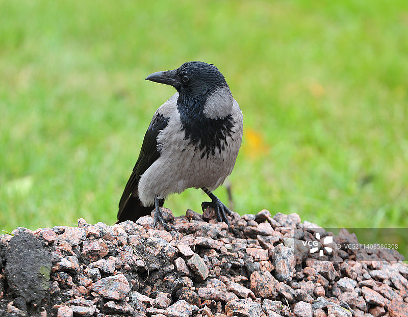 俄罗斯乌鸦栖息在石头上特写图片素材
