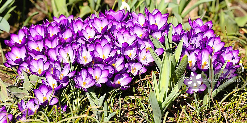 紫色番红花的特写图片素材