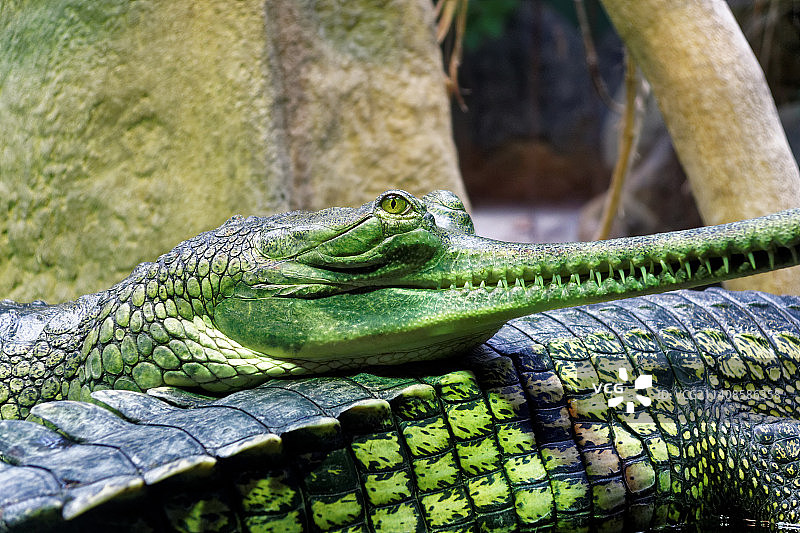 动物园里鳄鱼的特写图片素材