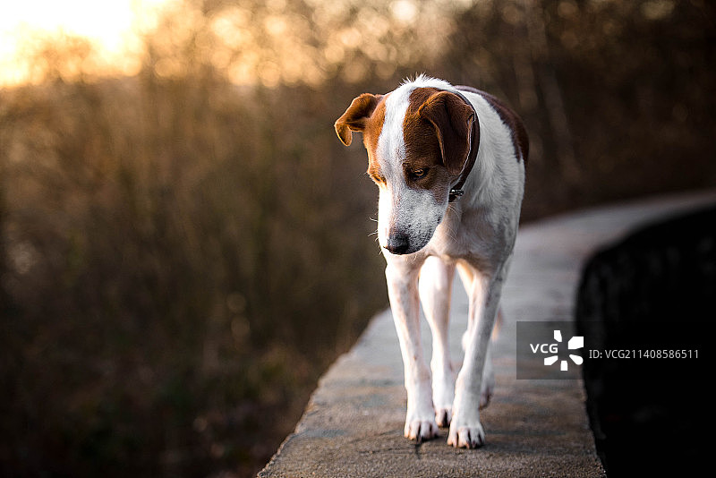 小猎犬站在人行道上的特写图片素材