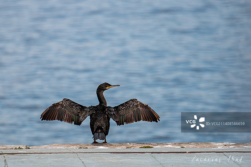 维戈栖息在木桩上的鸬鹚特写，西班牙图片素材