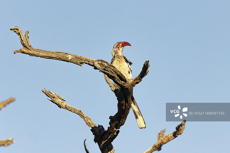 低角度看犀鸟栖息在博茨瓦纳卡科阿卡光秃秃的树上，背景是蔚蓝的天空图片素材