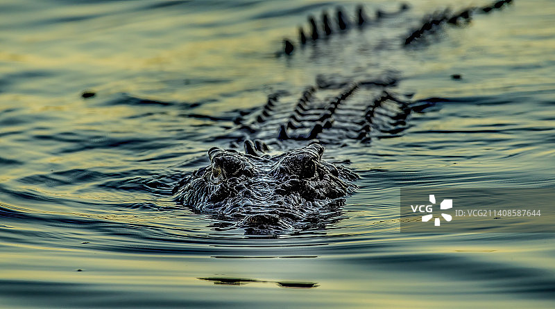 在湖中游泳的澳洲咸水鳄的特写图片素材