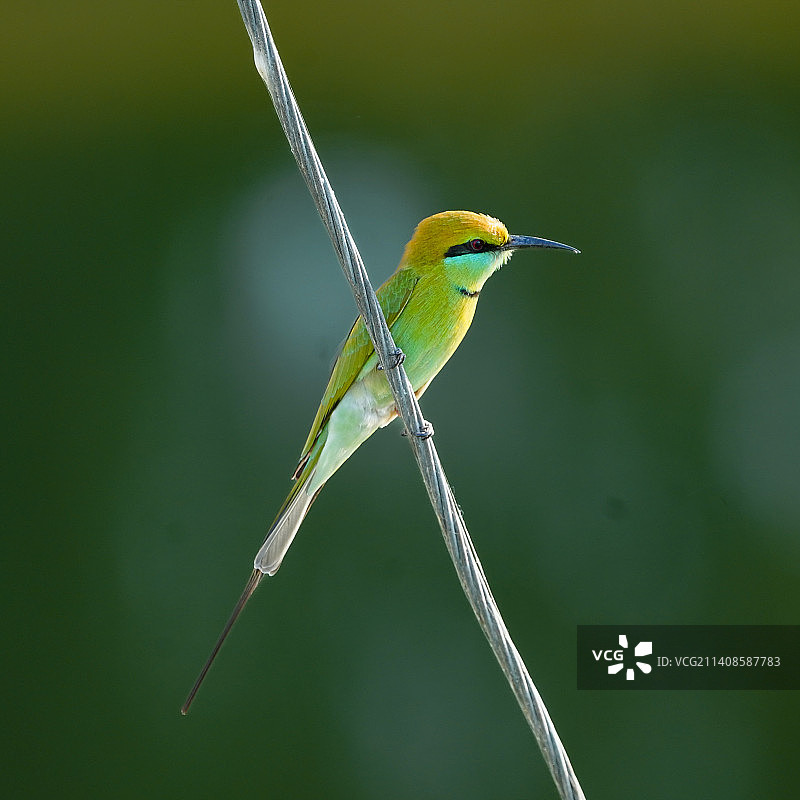 蜜蜂栖息在植物上特写图片素材