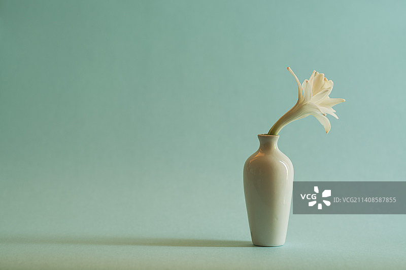 小花瓶中夜来香花瓣静物照片图片素材