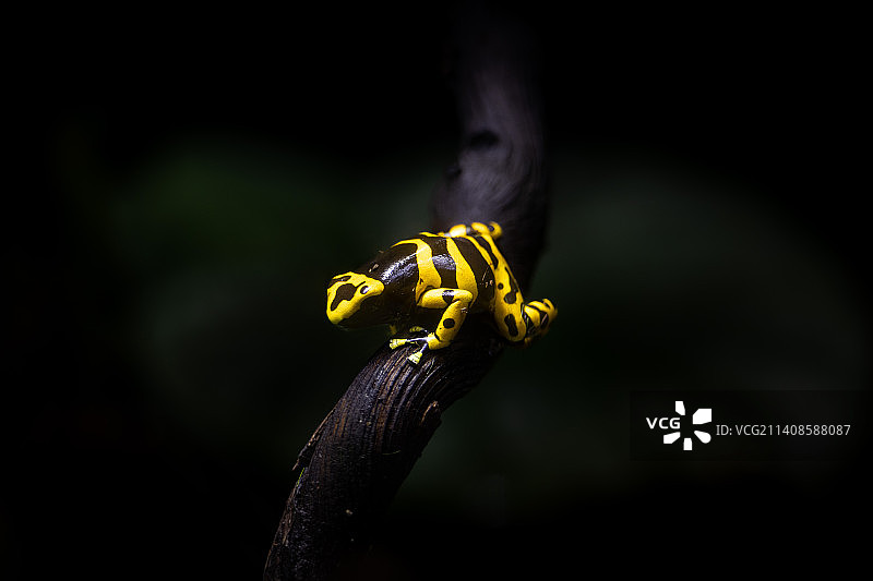 黑色背景下的蛇的特写图片素材