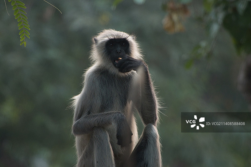 树上坐着的长尾叶猴特写图片素材