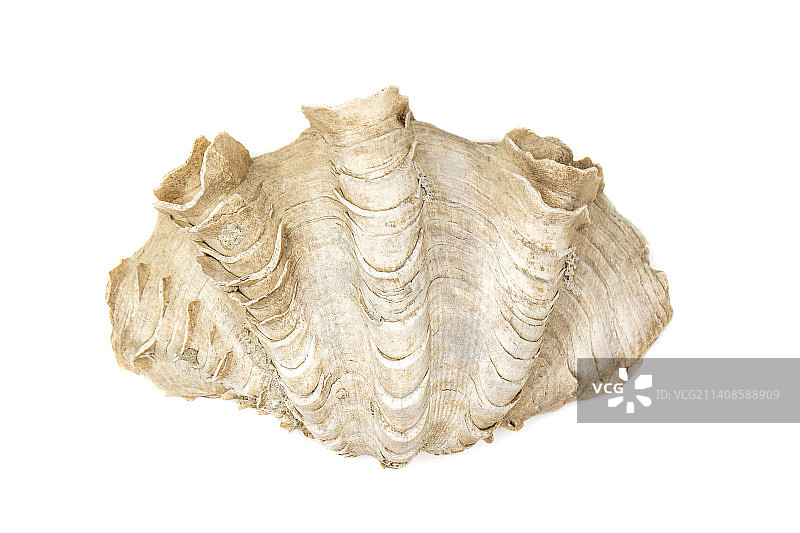 白色背景上的番红花巨砗磲图片，泰国图片素材