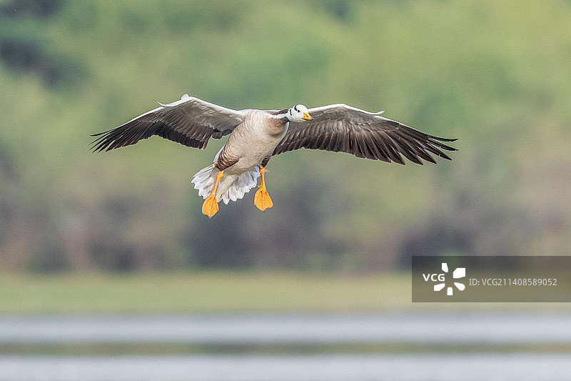 托尔鸟类保护区的斑头雁图片素材