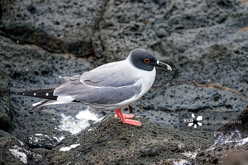 燕尾鸥栖息在岩石上的特写，厄瓜多尔圣罗莎图片素材