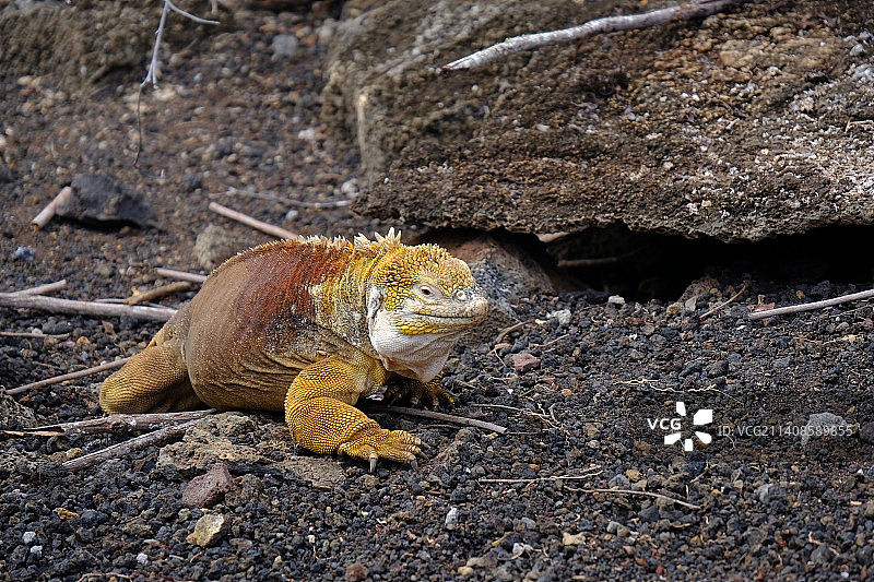 岩石上的鬣蜥特写，厄瓜多尔图片素材