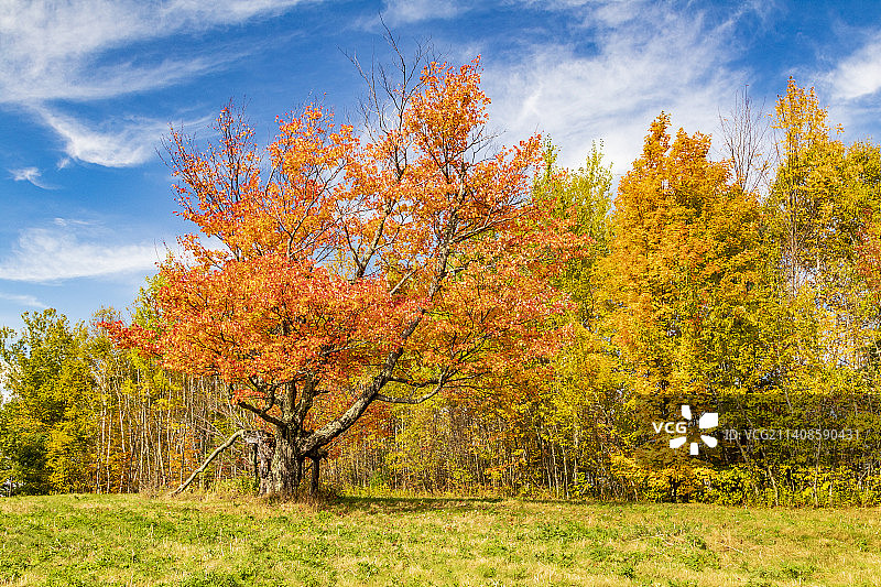 秋天，田野里的树木对着天空图片素材