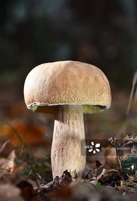 蘑菇在田间生长的特写图片素材